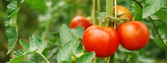 Growing a Garden in a Back Yard, a Bucket or a Milk Carton