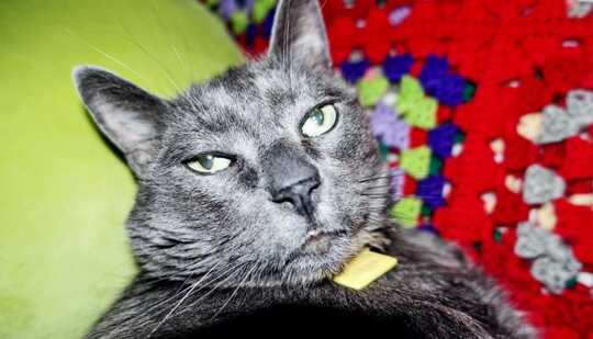 A black cat with green eyes looks at the camera while on a red and green blanket