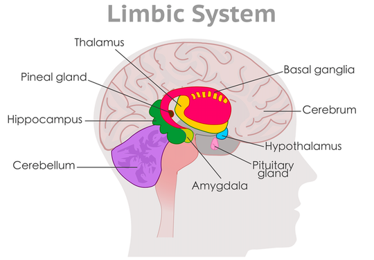 A diagram of the brain showing the parts of the limbic system.