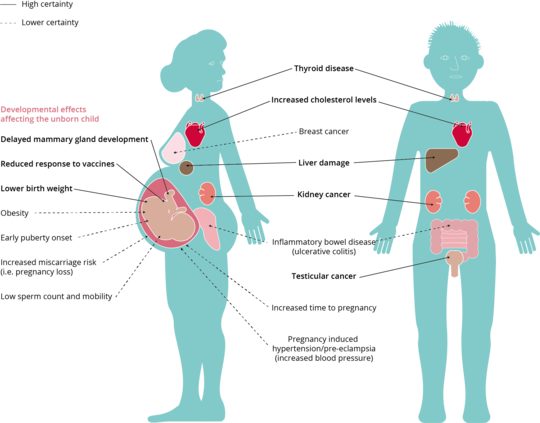 graphic showing how pfas exposure can affect humans