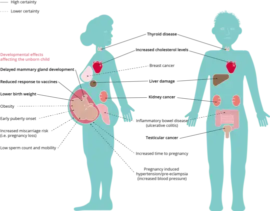 graphic showing how pfas exposure can affect humans