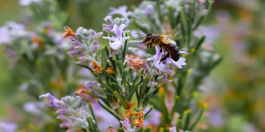 bee and flower pollination