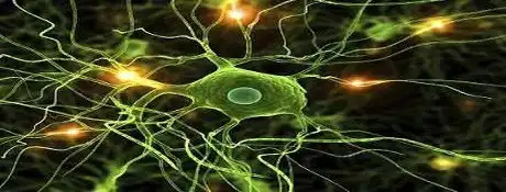 Nerve and Brain Cells