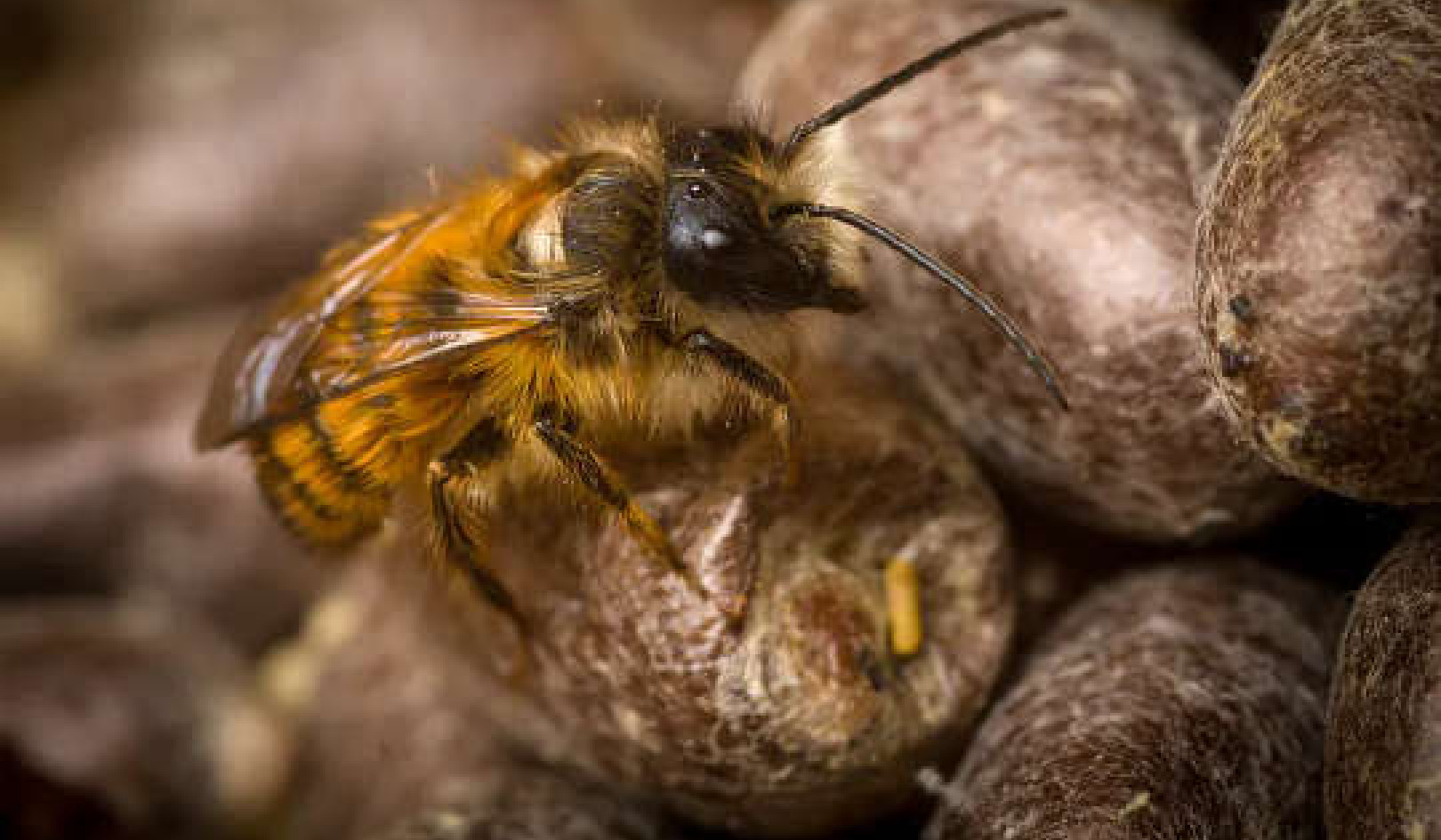 Baby Bees Love Carbs – Here's Why That Matters