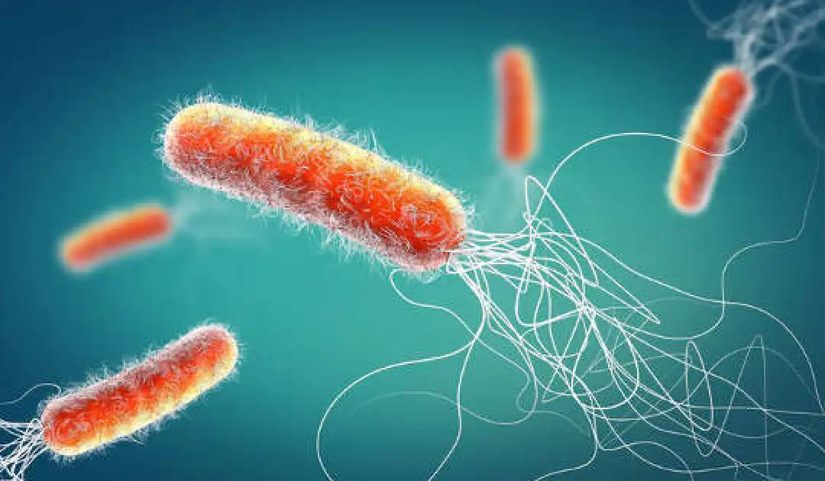 How Our Immune System Helps Us Fight Antibiotic Resistance