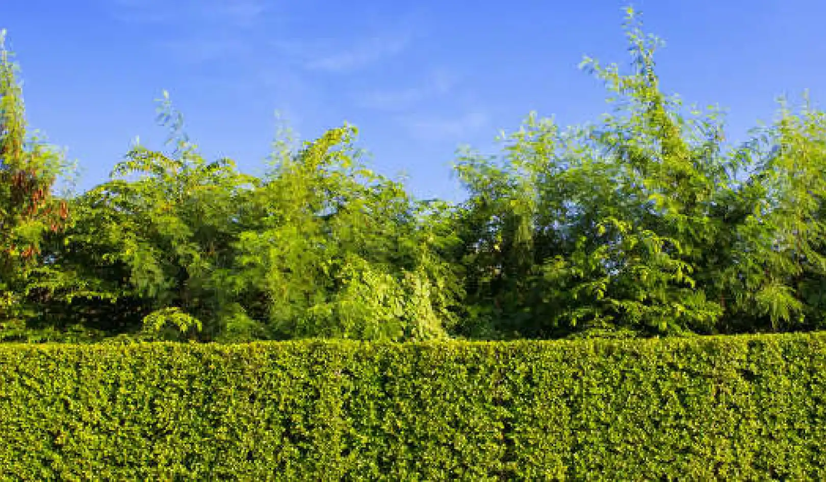 How the humble hedge works hard to protect Britain's urban environment