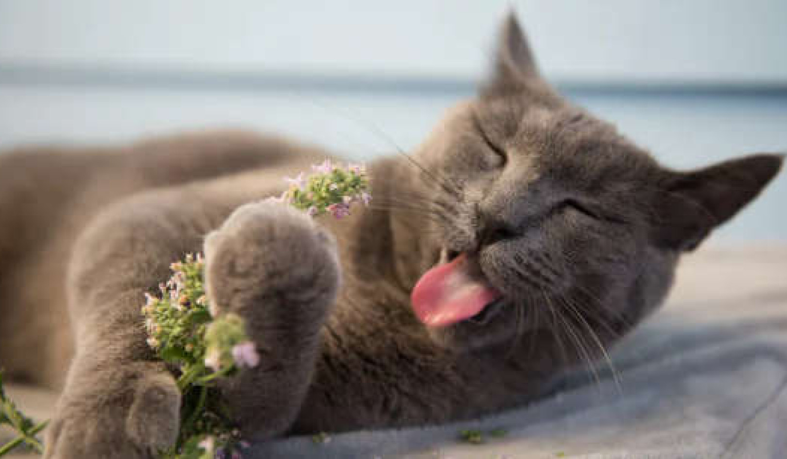 What Actually Is Catnip and Is It Safe For My Cat?