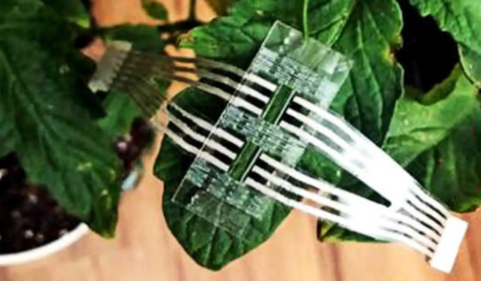 Wearable patch monitors plants for disease and stress