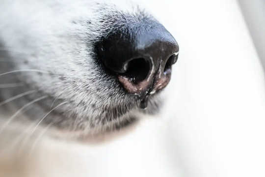 These Dogs Are Trained To Sniff Out The Coronavirus. Most Have A 100% Success Rate